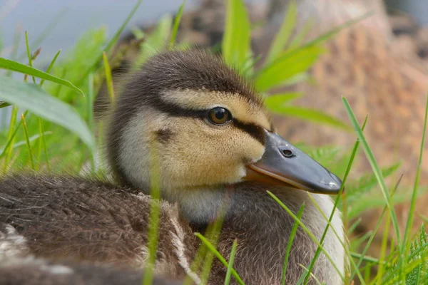 Vue Panoramique Canard Colvert Mignon Nature — Photo