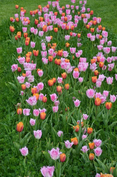 Wiosenne Tulipany Kwiaty Płatki Flora — Zdjęcie stockowe