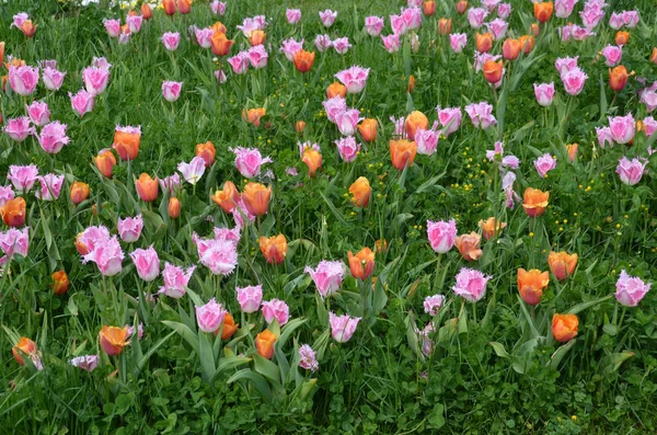 Tulipani Prato Fiori Campo — Foto Stock
