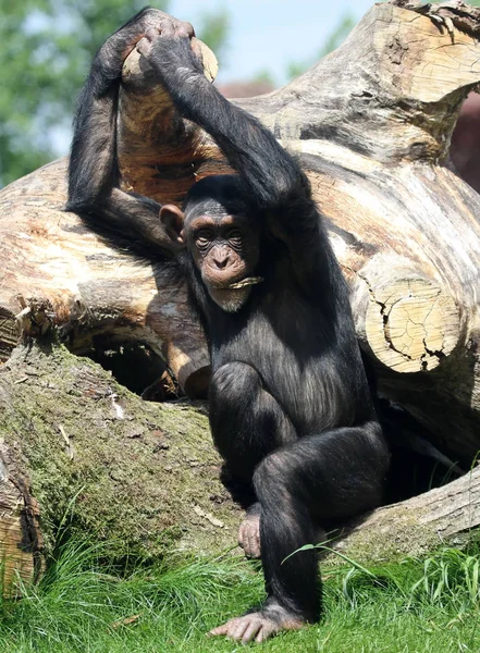 Primer Plano Los Animales Zoológico — Foto de Stock