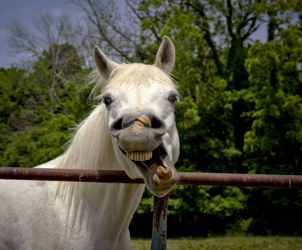 Cavalo Branco Engraçado Fazendo Rosto — Fotografia de Stock