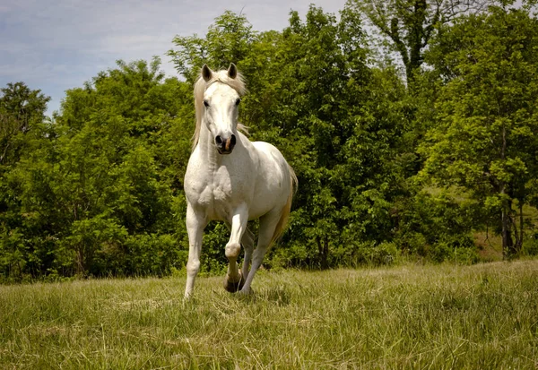 Λευκό Αραβικό Άλογο Τρέχει Προς Θεατή Στο Πράσινο Πεδίο — Φωτογραφία Αρχείου