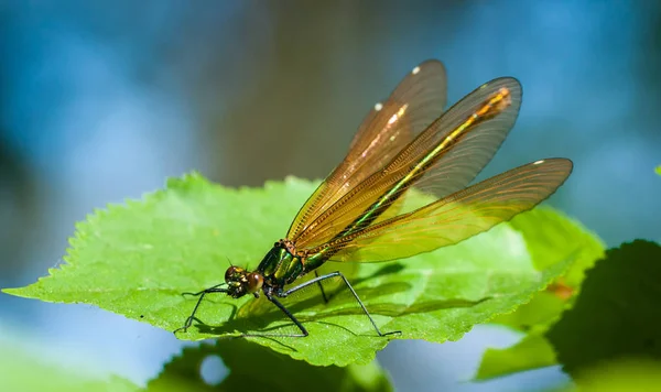 Libellula Demoiselle Fasciate Con Voli Aperti — Foto Stock