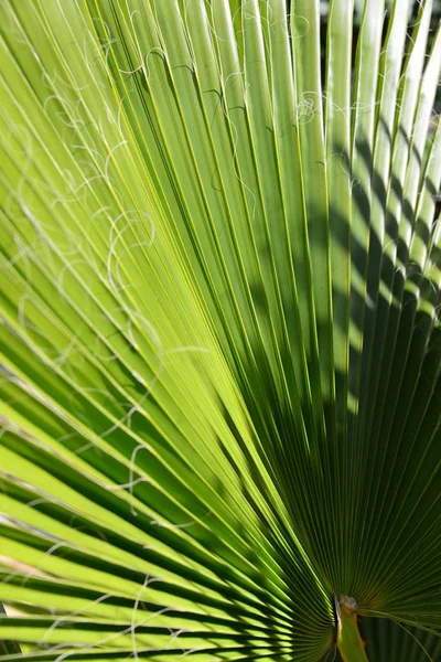 Folhas Palma Espanha — Fotografia de Stock