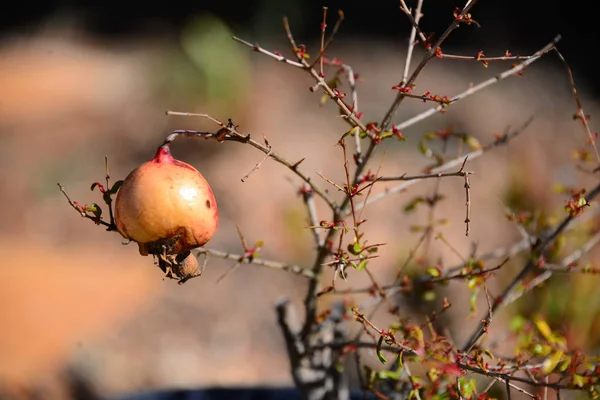 Fiori Grandiosi Spagna — Foto Stock