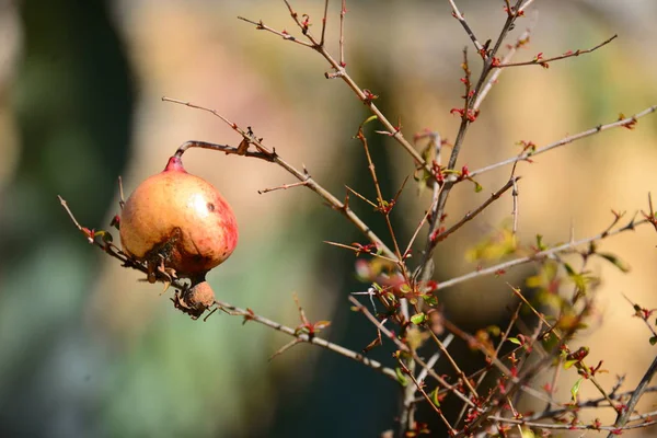 Granatapfelfrucht Auf Dem Baum — Stockfoto