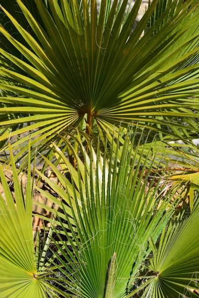 Palmbladeren Spanje — Stockfoto