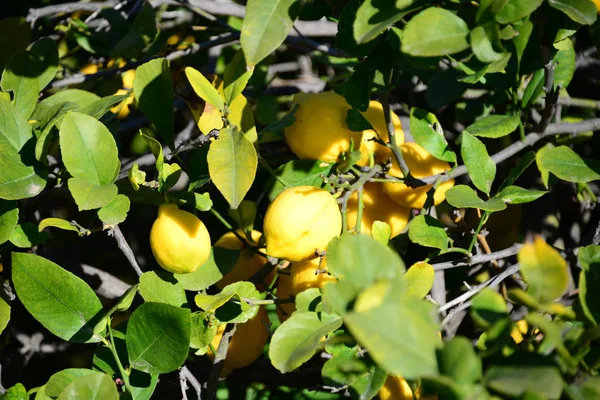 Zitronen Auf Dem Baum Alle Frisch Zitronen Spanien — Stockfoto