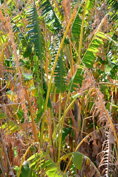 Банановое Дерево Фруктовое Дерево Зеленые Листья — стоковое фото