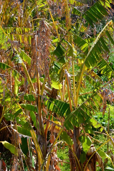 Banano Verde Albero Frutto — Foto Stock