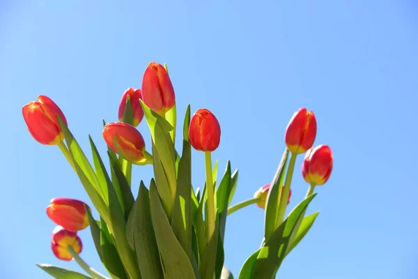 Bela Vista Flores Tulipa Natural — Fotografia de Stock
