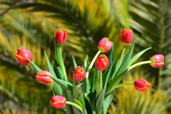 Tulipanes Flores Flora Primavera — Foto de Stock