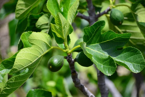 Liście Figowe Liście Drzew Zielona Flora — Zdjęcie stockowe