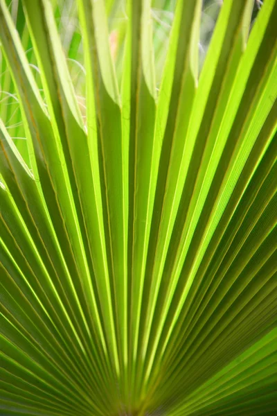 Palmiers Tropicaux Feuilles Flore — Photo