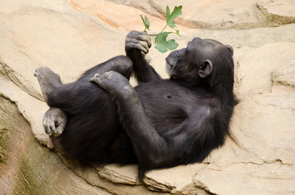 動物園でリラックスした葉の小枝を持つチンパンジー — ストック写真