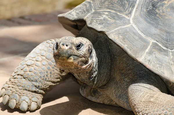 Chef För Gigantisk Sköldpadda Galapagos — Stockfoto