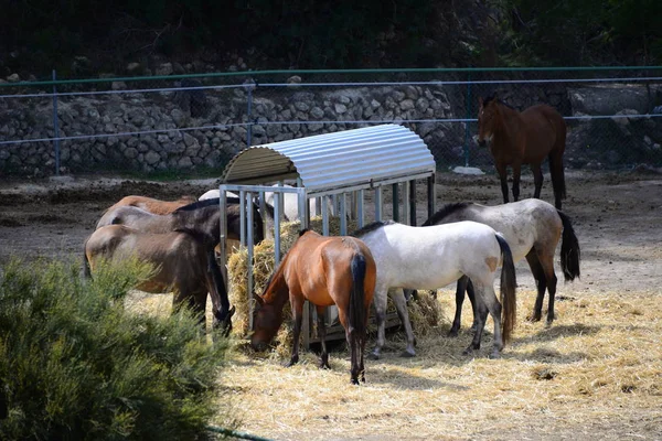 Pferde Auf Der Koppel Spanien — Stockfoto