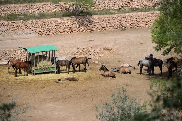 Άλογα Στο Paddock Spain — Φωτογραφία Αρχείου