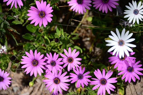 Bellissimi Fiori Estivi Flora Botanica — Foto Stock