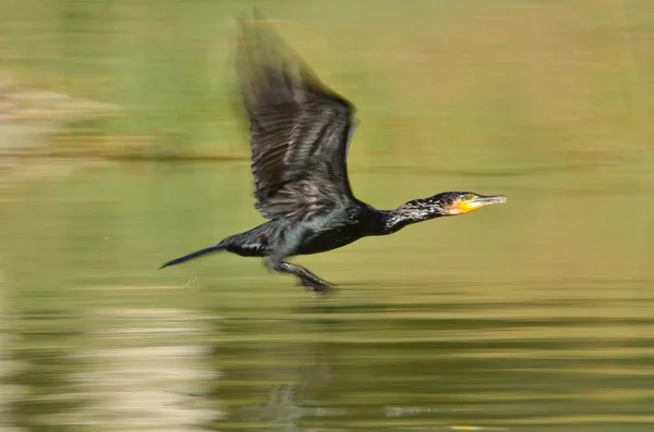 Vista Panoramica Bellissimo Uccello Cormorano Natura — Foto Stock