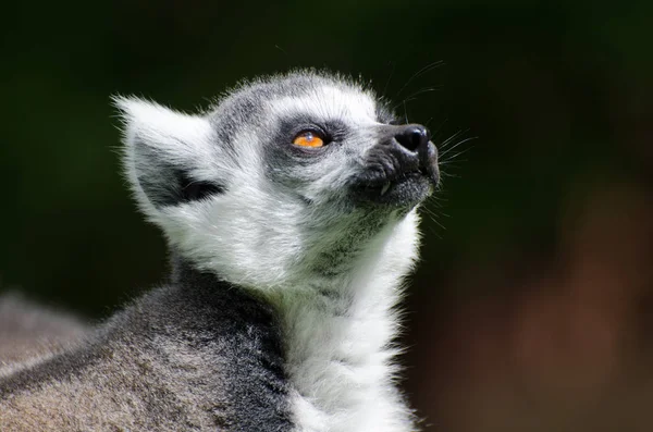 Ring Tailed Lemur Close Head Eye — Stock fotografie