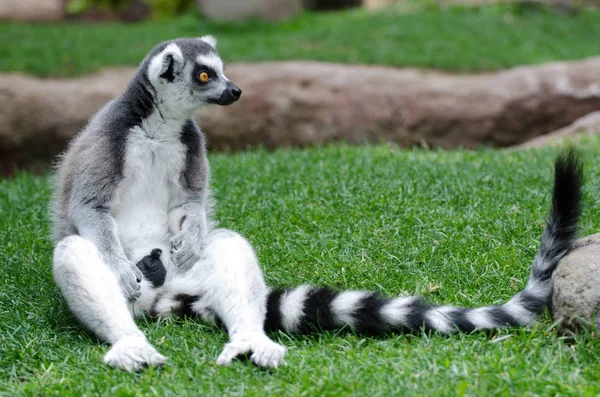 Pierścień Lemur Ogoniasty Niewoli — Zdjęcie stockowe