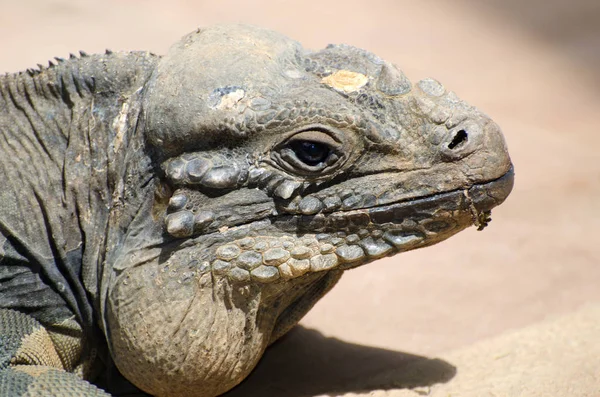 Vista Della Testa Del Profilo Rinoceronte Iguana — Foto Stock