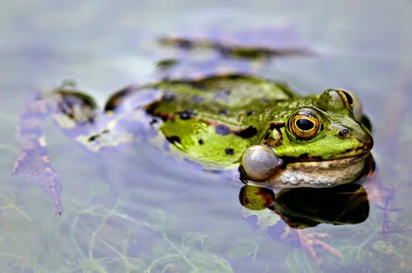 ボーカル サックス エスクレンタによる急げ池のカエル — ストック写真