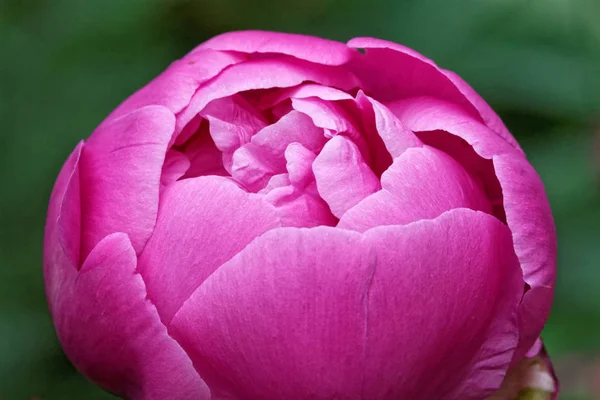 牡丹の花びら植物 — ストック写真