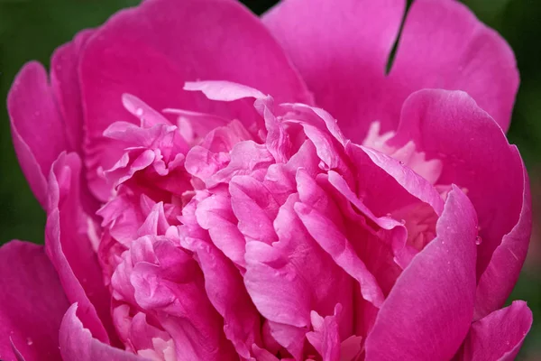 Pfingstrose Blüht Blütenblätter Flora — Stockfoto