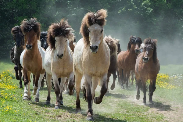 Horses Outdoors Daytime — Stock Photo, Image