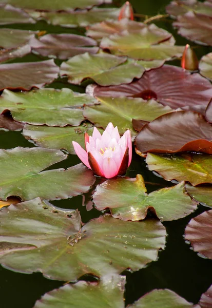 Lírio Água Flores Lago Flora Natureza — Fotografia de Stock