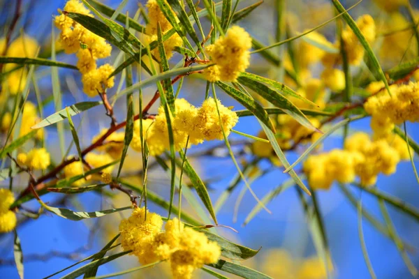 Mimosa Blooms Flowers Tree — Stock Photo, Image