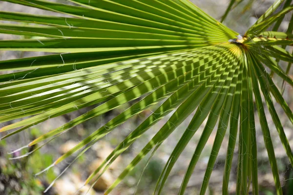 Folhas Florais Natureza Ambiente — Fotografia de Stock