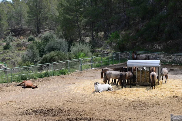 Cavalo Sobre Cobre Espanha — Fotografia de Stock