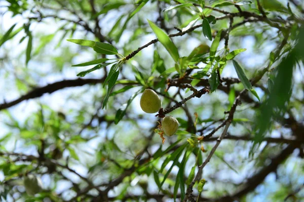 Amendoeira Flora Folhas Natureza — Fotografia de Stock