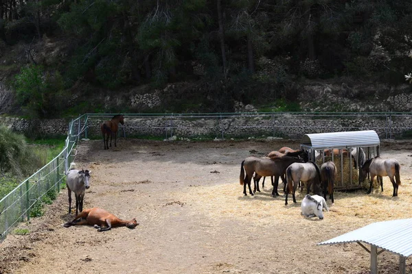 Pferde Auf Der Koppel Spanien — Stockfoto