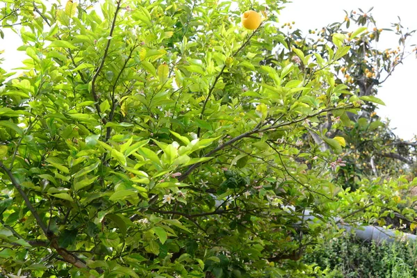 Äpple Stjärnor Apelsin Träd Spanien — Stockfoto