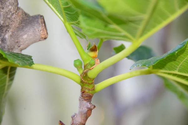 Figueira Folhas Verdes Árvore Frutífera — Fotografia de Stock