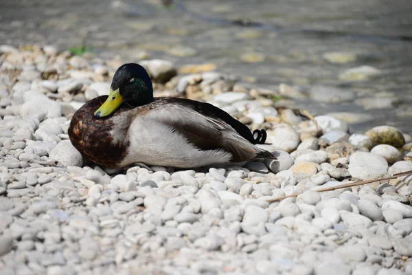 Scenic View Cute Mallard Duck Nature — Stock Photo, Image