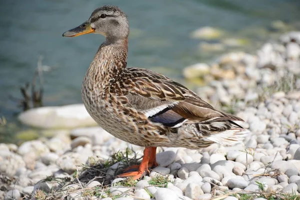 Aussichtsreiche Aussicht Auf Süße Stockente Der Natur — Stockfoto