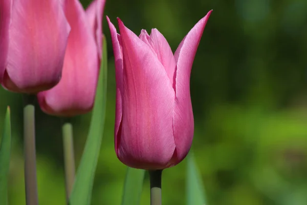 Meadow Tulips Field Flowers — Stock Photo, Image