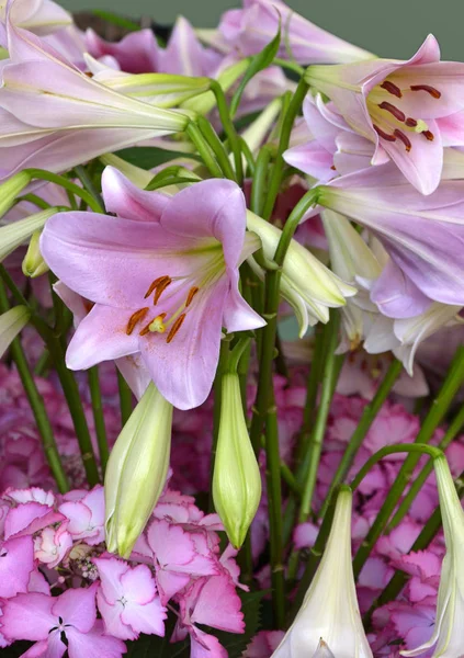 Lähikuva Näkymä Kaunis Lilja Kukka — kuvapankkivalokuva