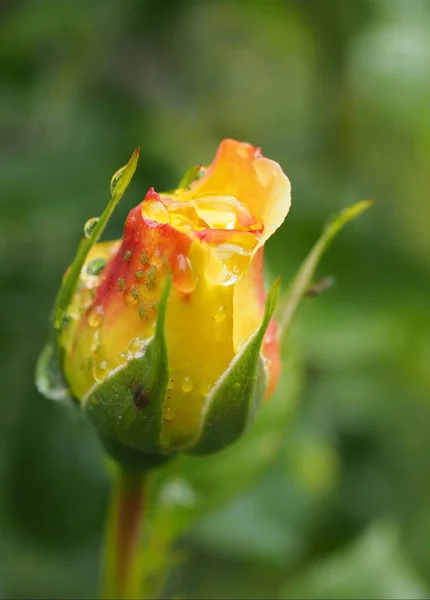 Flor Rosa Pétalos Flores Flora — Foto de Stock