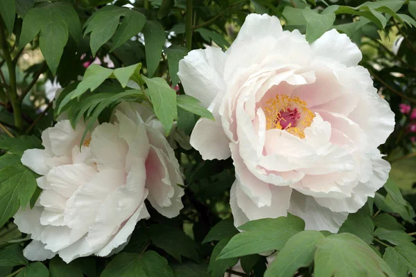 牡丹の花びら植物 — ストック写真