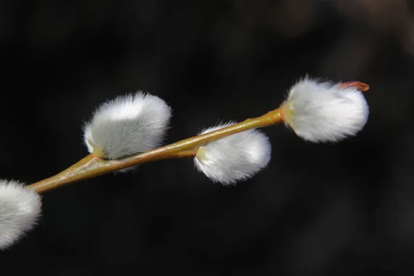 Pussy Willow Spring Catkin — Stock Fotó