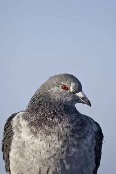 Pigeon Roof — Stock Photo, Image