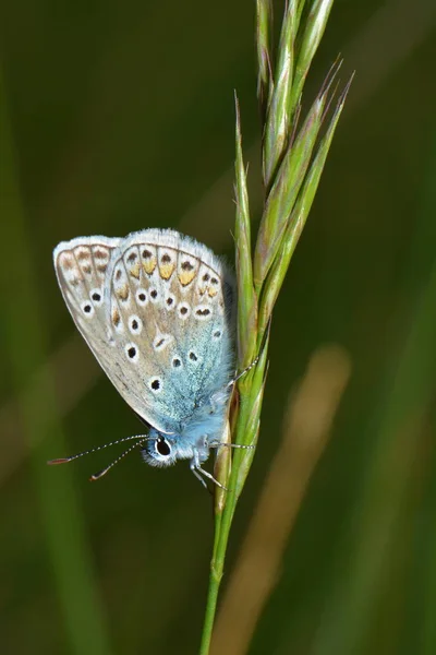 Gros Plan Papillon Dans Habitat Concept Sauvagerie — Photo