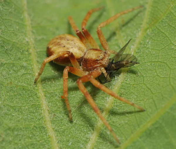 Una Araña Hoja Verde —  Fotos de Stock