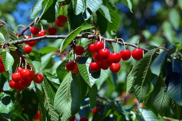 Ciliegie Rosse Fresche Sullo Sfondo Primo Piano — Foto Stock